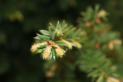 Close-up of flower against blurred background