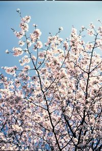 Low angle view of cherry blossoms against sky