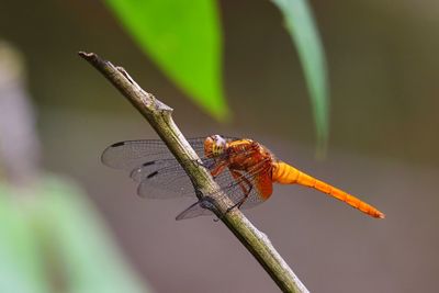 Close-up of insect on leaf