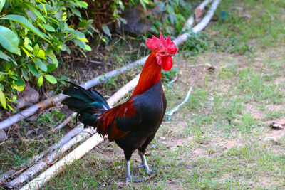 Rooster on field