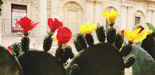 View of red tulips against building