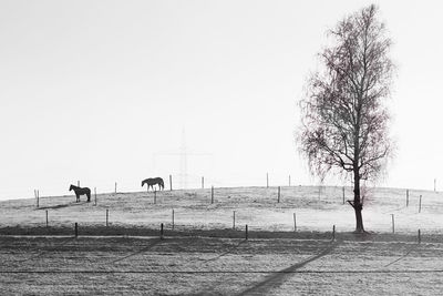 Bare tree on field against clear sky