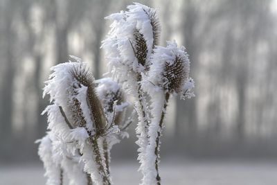 Close-up of snow during winter