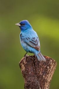 A portrait of an indigo bunting