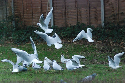 Flock of birds