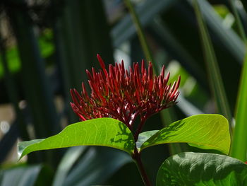 Close-up of red flower blooming outdoors