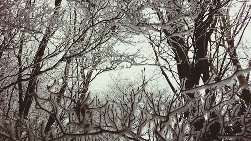 Low angle view of bare trees