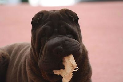 Close-up of black shar-pei carrying food in mouth