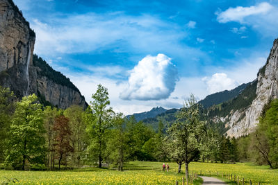 Panoramic shot of trees on field against sky