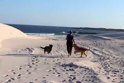 Dogs on beach