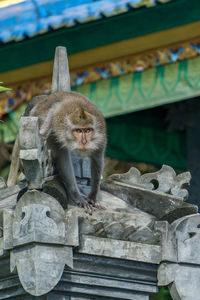 Monkey on the roof of a balinese temple