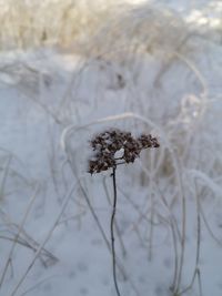 Close-up of frozen plant on field during winter