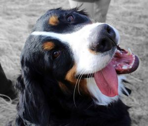 Close-up portrait of dog