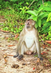 Monkey sitting on a field