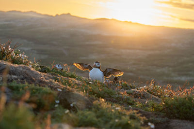 Puffin spreading his wing in early morning sunrise