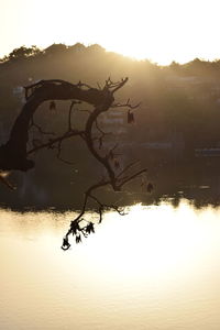 Silhouette of horse in lake against sunset sky