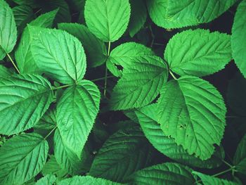 Full frame shot of green leaves