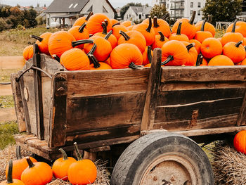 Orange pumpkins on field