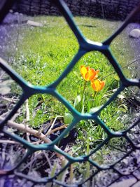 Plants growing on a tree