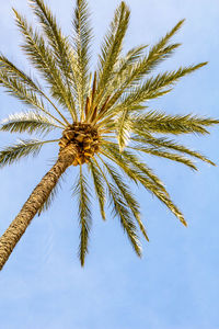 Low angle view of palm tree against sky