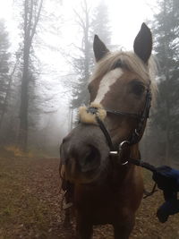 Horse standing in winter