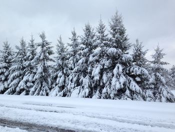 Trees on snow covered landscape