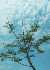 Close-up of plant against sky