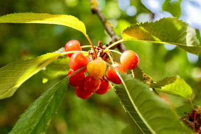 Close-up of red berries growing on tree