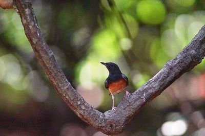 Close-up of bird perching on tree
