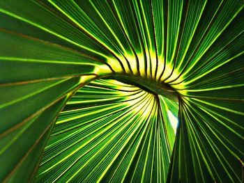 Full frame shot of palm leaves