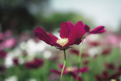 Close-up of pink flower