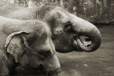 Close-up of elephant