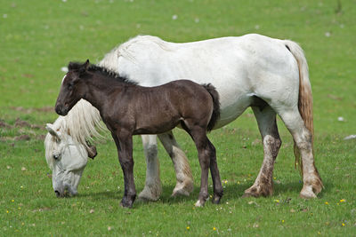 Horse on field