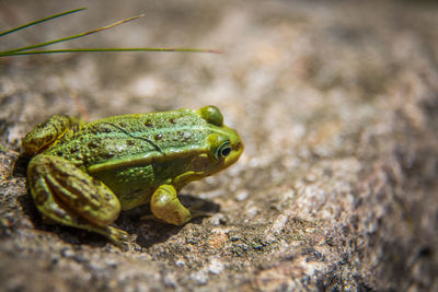 A beautiful common green water frog enjoying sunbathing in a natural habitat at the forest pond. 