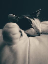 Close-up of cat sleeping