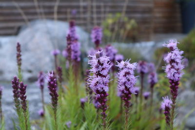 Close-up of purple flowering plants