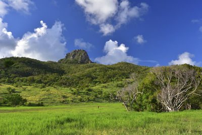 Scenic view of field against sky