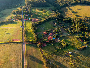 High angle view of trees growing on field