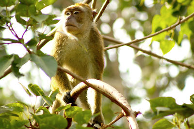 Low angle view of monkey on tree