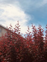 Close-up of plants growing on field against sky