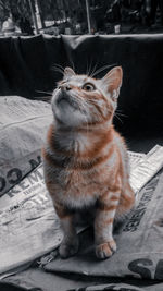 Close-up of a cat looking away