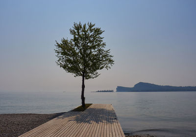 Tree by sea against clear sky