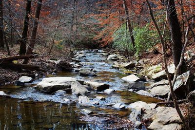 Scenic view of river in forest