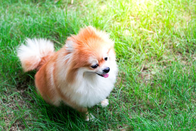 Portrait of a dog on field