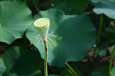 Close-up of white flowering plant