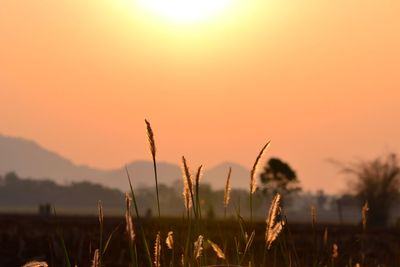 Close-up of silhouette plants on field against orange sky