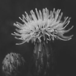 Close-up of flowers