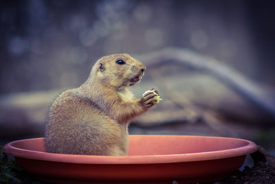 Close-up of squirrel sitting