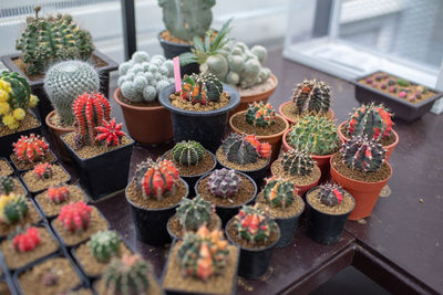 High angle view of succulent plants in market