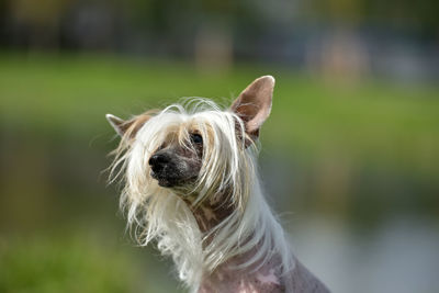 Close-up of a dog